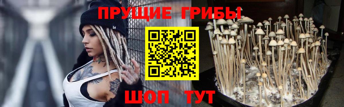 Донской  Псилоцибиновые грибы мицелий  Псилоцибиновые грибы мицелий  Вход с VPN 